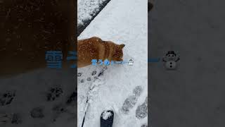 雪を食べながら散歩する柴犬#柴犬 #shibainu #雪 #shorts