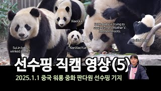 선수핑 방문 직캠 2025년 1월 1일(5) | 비공개중인 푸바오, 그와중에 귀여운 SuLin family, RuiRui family, NanXiaoYue, XiaoQiJi