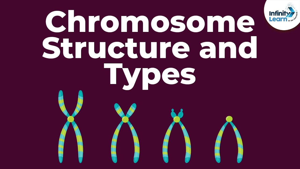 [DIAGRAM] Nucleus Chromosomes Diagram - MYDIAGRAM.ONLINE