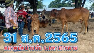 ราคาวัวประจำวันพุธที่ 31 ส.2565 ตลาดนัดบ้านหัน อ.เมือง จ.มหาสารคาม