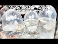 ARWANA GOLDEN - JARDINI‼️PASAR IKAN HIAS PARUNG‼️