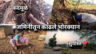 आईसोबत जमिनीतून काढले भोरक्यान कंदमुळे - गावाकडच्या गोष्टी | Kokan Village Life | Kokankar Avinash