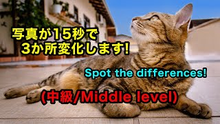 猫の写真が15秒で3か所変化します。Spot the differences!【中級/Middle level #001】 (脳トレ/Brain training channel)