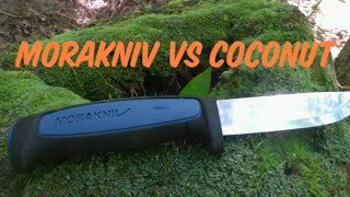 Morakniv vs Coconut! | Reviewing the morakniv pro S!