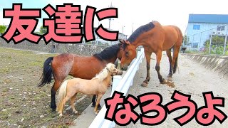 170cmの大きくて優しい馬と80cmの小さな天使馬が初めて一緒に放牧されたらこうなりました。【ツルマルボーイ様のシモベ】