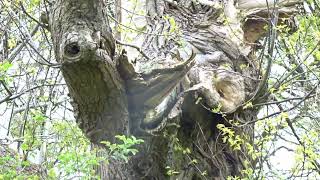 ancient sweet chestnut tree dinefwr park llandeilo carmarthenshire