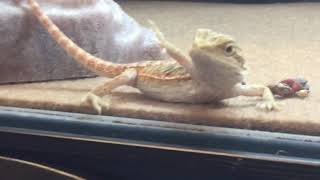 Lizard Waving Hello