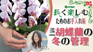 🌸12:コチョウランの育て方  ミニコチョウランの冬の管理 #長く楽しむためのお手入れ術