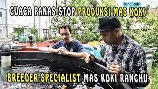 FARM IKAN MAS KOKI RANCHU BERKUALITAS DAN HARGA BERSAHABAT BROO