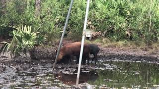 Hog hunting at West Shore Outfitters in New Smyrna Beach Florida. 160 pound trophy hog. 2020