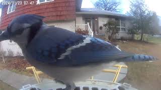 Daily Birdwatching - Netvue Birdfy Birdfeeder Cam - November 23, 2024