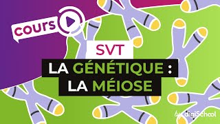 La génétique : La méiose - SVT - digiSchool