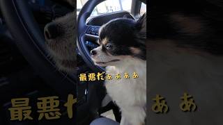 【動物病院に連れて来られて鳴き声を出すチワワ】#chihuahua #犬 #チワワのチョコさん