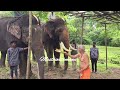 ಅರ್ಜುನನ ಕಾಕನಕೋಟೆಗೆ ಮಹೇಂದ್ರ ಎಂಟ್ರಿ. abhimanyu mahendra elephant balleelephantcamp dasaraelephant