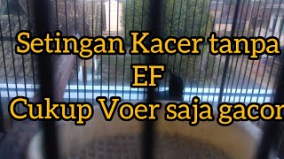 setingan Kacer giras tanpa ef