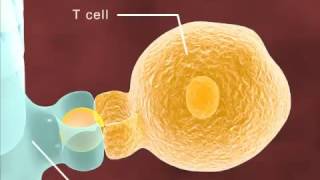 How an Allergy reaction is accured? چۆن کێشەی حەساسیە دروست دەبێت؟