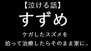 4年くらい前だけど、ケガしたスズメを拾って治療したらそのまま家にいついちゃって...一人の時に見て。感動する話。泣ける話。超泣ける話。