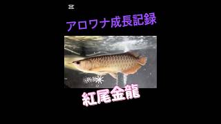 飼育する介護士森光雅志の愛魚「アロワナ成長記録」