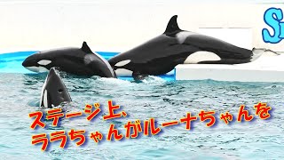 ルーナちゃんララちゃんがズリズリ押されてドボンです、鴨川シーワールド「2022/05/06」