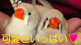 2024.11.12まるで動くぬいぐるみキンカチョウ姉妹　Like moving stuffed animals, the Zebra finch sisters