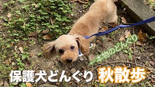 保護犬が秋ソロ散歩の魅力を伝える【Day7】