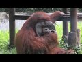 See Orangutan Smoking in Video That's Sparking Animal Activist Uproar