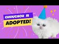 Chouchou is ADOPTED!