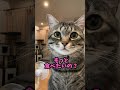 「うん」可愛いおねだり猫ピノちゃま🐈‍⬛😻 猫 cat 保護猫