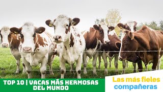 TOP 10 | VACAS más HERMOSAS del MUNDO❤️🐮🐄