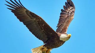 Eagle Images