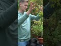 styling a maple bonsai