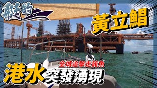 【艇釣】全城追擊走籠魚 港水湧現大量黃立鯧 人人爆釣 | #香港釣魚