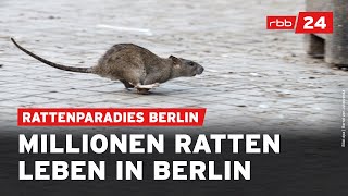 Darum breiten sich Ratten in Berlin aus