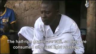 roasting halfripe millet Beni 2011 in Mali