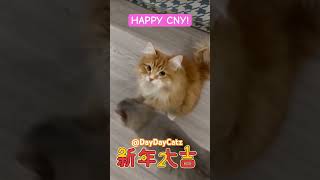 Happy CNY 人日快樂 🐲 喵星賀歲 Cats #cats #cute #funny  #meow #funnycats #cuteCat #shorts #explore #CNY #ↀᴥↀ