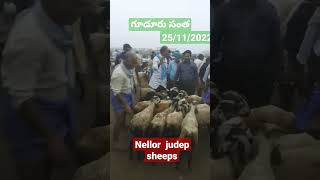 25/11_/2022 నెల్లూరు జుడిపి గొరి పిల్ల లు   sheep  and goat market shorts