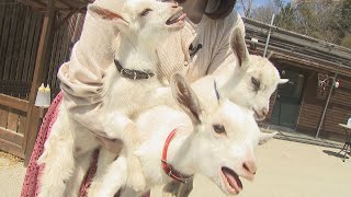 うれしいベビーラッシュも「ミルク代が…」　コロナ禍で苦境の動物園がクラウドファンディング　香川・東かがわ市