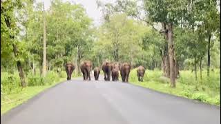 ആന കുടുംബം ..😍😍😍Elephent family