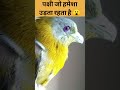 ऐसा पक्षी जो हमेशा उड़ता है 😵 hariyal bird green pigeon fact factteach