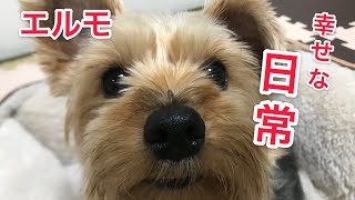 里親になって感じる幸せな日常【元保護犬ヨークシャテリア】