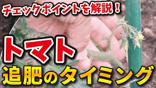 【トマト栽培】追肥のサイン\u0026タイミング！肥料不足の5つの症状！【家庭菜園】