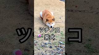 柴犬コロ ツチノコ犬😳 #shorts #柴犬コロ #おもしろ #かわいい #犬 #shibainu #dog #cute