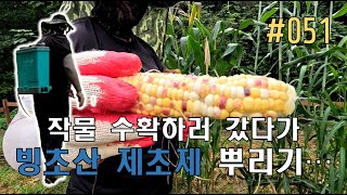 [EP 051] 옥수수, 사탕수수 수확하고 빙초산제초제로 잡초제거하기