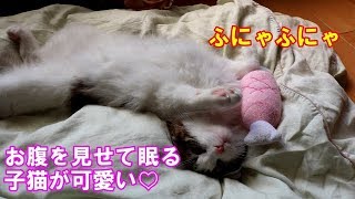 お腹を見せて眠る子猫が可愛い！A kitten shows his stomach and sleeps.