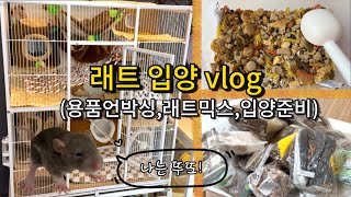 래트 입양 브이로그 ( 소동물 용품 언박싱 | 덤보래트 | 분양 | 래트믹스 | 입양준비 | 핸들링 | rat | mouse | vlog )