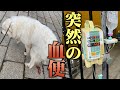 超大型犬グレートピレニーズが突然の「膵炎」発症…回復までをまとめました。