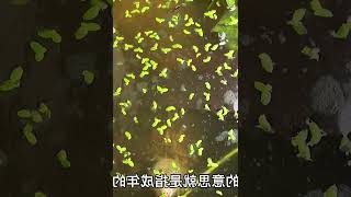 三分钟全面讲解乌龟下蛋需要的条件，看完直呼太简单，你学会了吗 #000