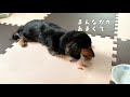 【dog】スイカの食べ方を学習したミニチュアダックスフンドのジョン　john of the miniature dachshund who learned how to eat watermelon