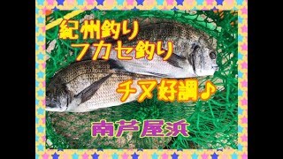 フカセ釣り＆紀州釣りでチヌ好調♪　fishingmax芦屋店