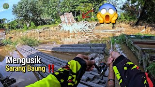 KWALAHAN !! MANCING BAUNG UMPAN KUCUR TEPAT DI SARANG NYA